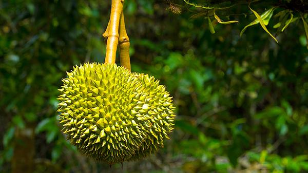 榴莲能不能放冰箱冷冻 榴莲冷冻吃对身体好不好