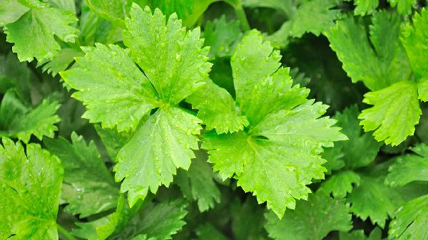 生榨芹菜汁能否天天喝 芹菜汁生喝还是熟喝