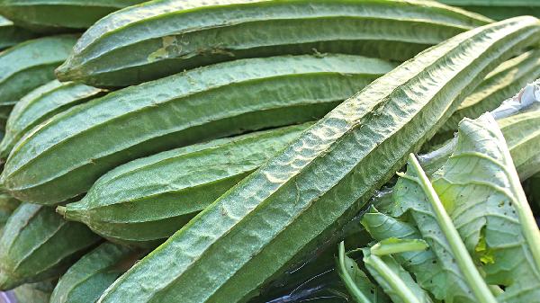 通草丝瓜络煮水下奶吗 丝瓜络和通草哪个通乳更好用