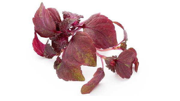 化妆品中的植物提取物都是“智商税”吗?