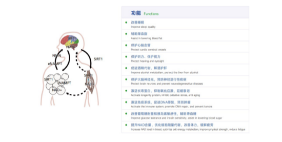 抗老重磅！日本发现再生生物奥秘，吉返盾全维度抗衰受追捧