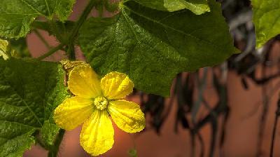 芡实根是发物吗