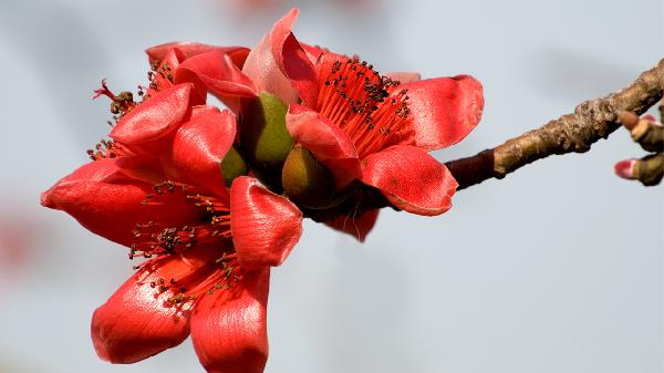 纯天然壮阳助勃的植物