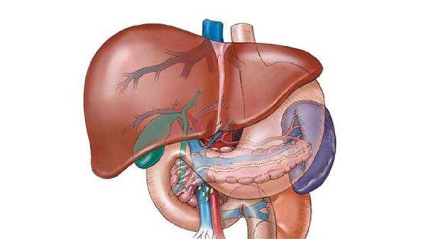 肝不好對(duì)消化有影響嗎