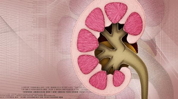 怎样护肾养肾