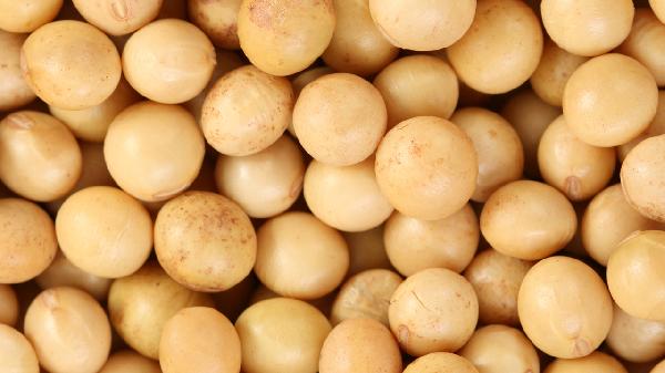大豆和黄豆是什么关系