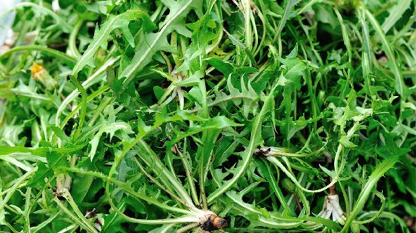 苦草：清热解毒、消炎止痛的天然‘神药’，你了解多少？