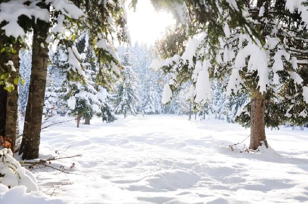 雪梨和皇冠梨、砀山梨的区别