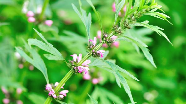 孕囊没排出益母草颗粒