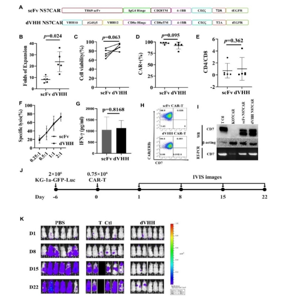 陆道培医学团队在Blood杂志发表CD7 CAR-T治疗白血病最新研究