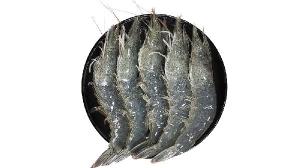 河虾几月份最肯进地笼
