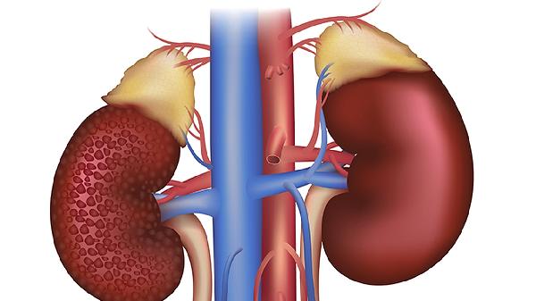 什么样的人适合吃肾宝片