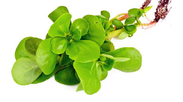 马齿苋野菜对身体有什么好处