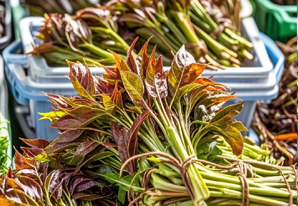 野菜再次成为关注对象！医生强调：吃野菜时，千万多留意这几点！