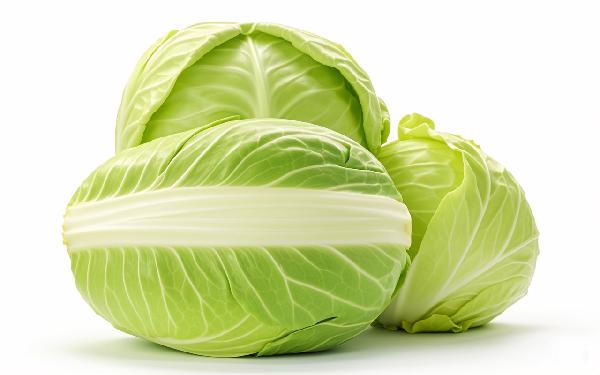 绿甘蓝和包菜是一种吗