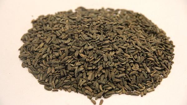 牛蒡茶的正确喝法