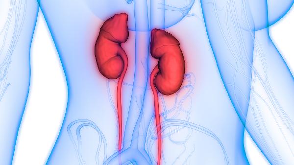 肾功能不全遗传的概率