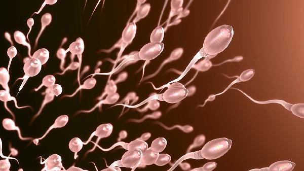 男人的精子怎么能让女性怀孕