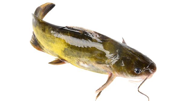 割包有一圈肉2年都没有消失