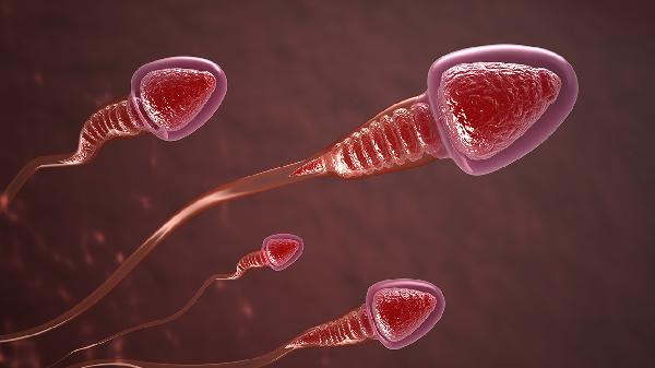 精子少是否影响怀孕