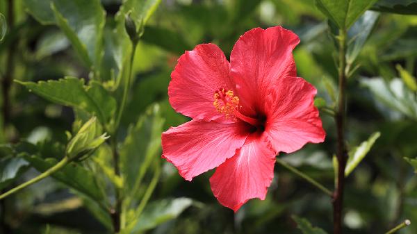 芙蓉蛋的正确做法