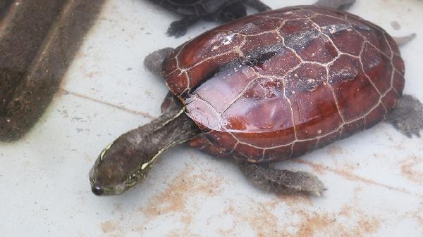 王八进门家破人亡