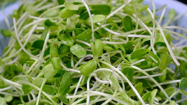 青菜怎么保鲜时间长