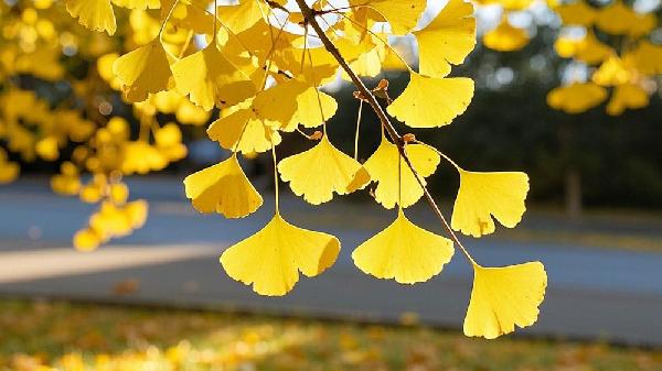 银杏木菜板容易发霉吗