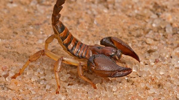 宋家庄58元羊蝎子祝自助在哪