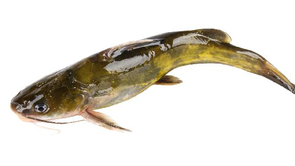 腹部肌肉拉伤是什么原因