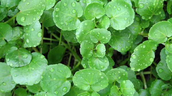 胃部灼烧感吃什么食物能克制