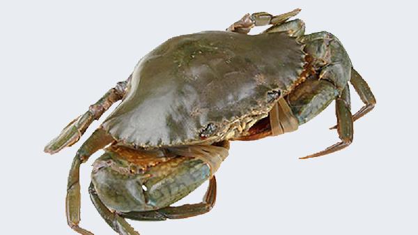 青蟹死了4个小时能不能吃了