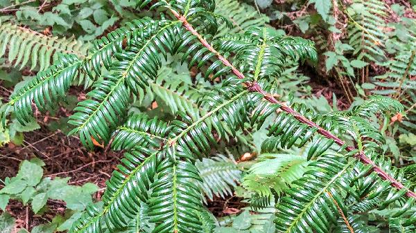 女性朋友如何调理内分泌紊乱