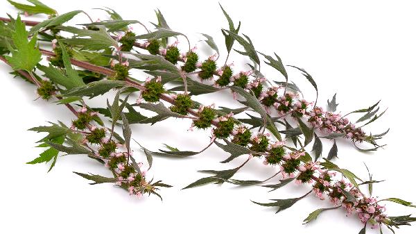 益母草对女性有什么作用