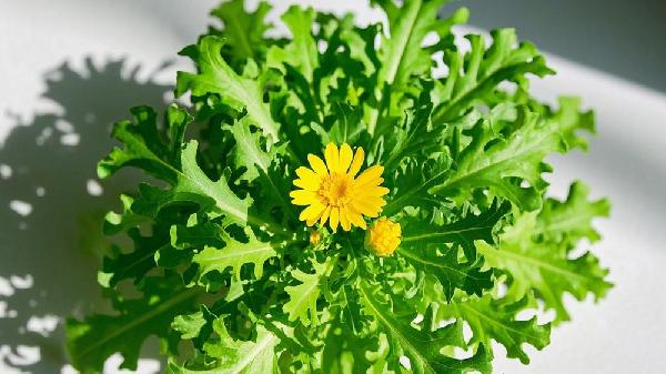 花叶滇苦菜能吃吗
