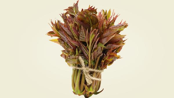 香椿什么季节才有