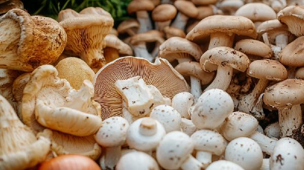 菌菇类冷藏还是冷冻