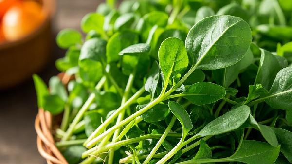 西洋菜山东叫什么