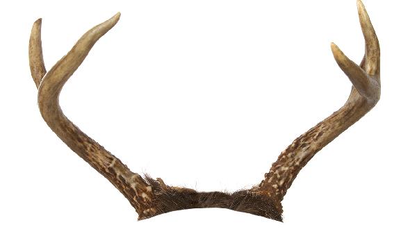 凉拌鹿角菜用热水焯吗