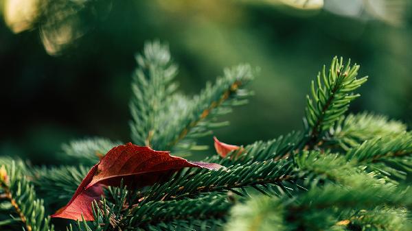 松树做菜板对人体有害吗