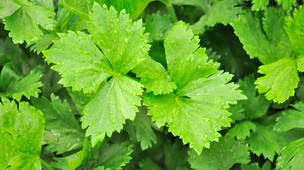 芹菜是血压“抑制剂”？提醒：若想要血压正常，可多吃这3种蔬果