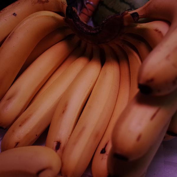香蕉是腸道