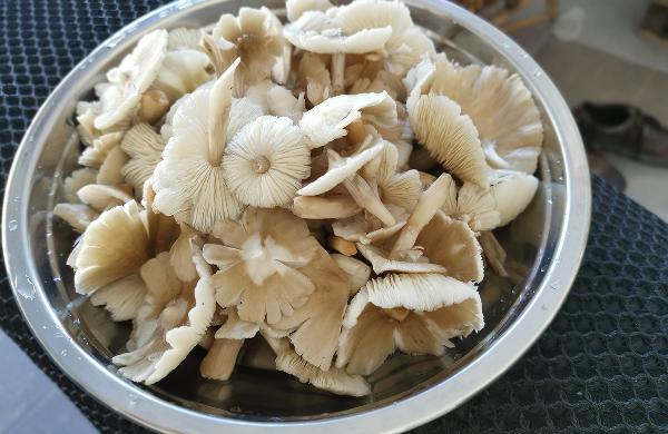 晚上吃水煮蘑菇会胖吗