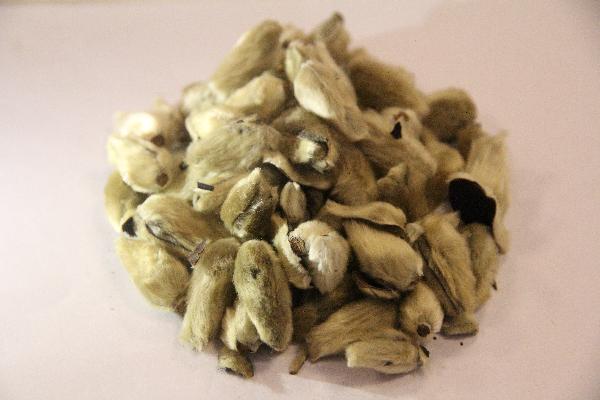 濕氣最怕一味中藥蒼術(shù)的功效