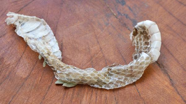 一味中药彻底根治失眠