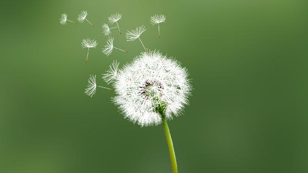 蒲公英菊花决明子茶可以减肥吗