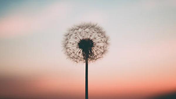 蒲公英能治痔疮吗