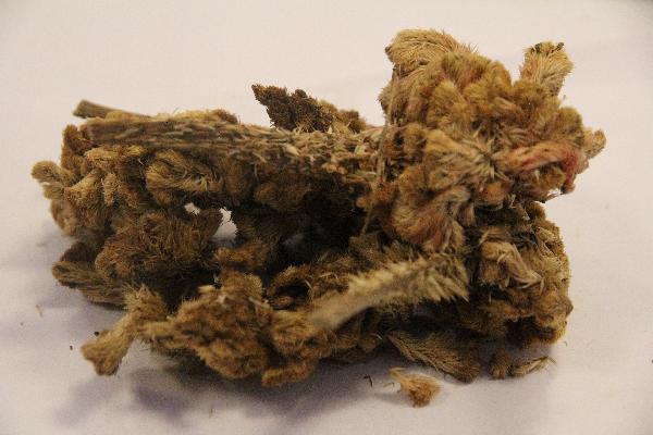 补肾中药一般喝几天停