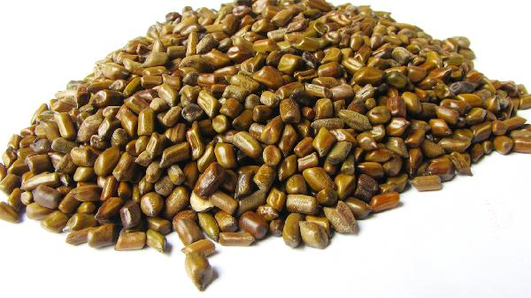 放了几年的决明子还可泡茶吗