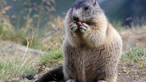 中学生应该怎样保护野生动物